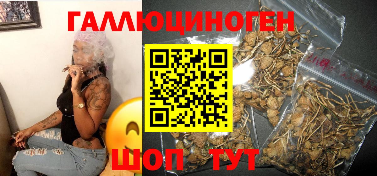 Изобильный  Псилоцибиновые грибы GOLDEN TEACHER  Вход с VPN 